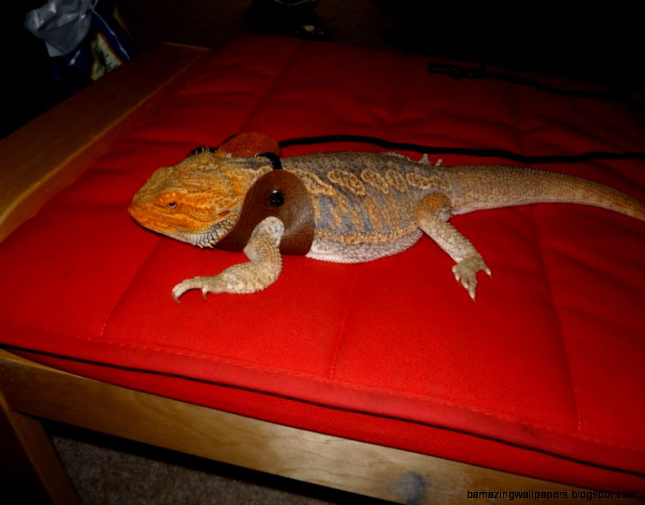 scale-rot-bearded-dragon-1.jpg