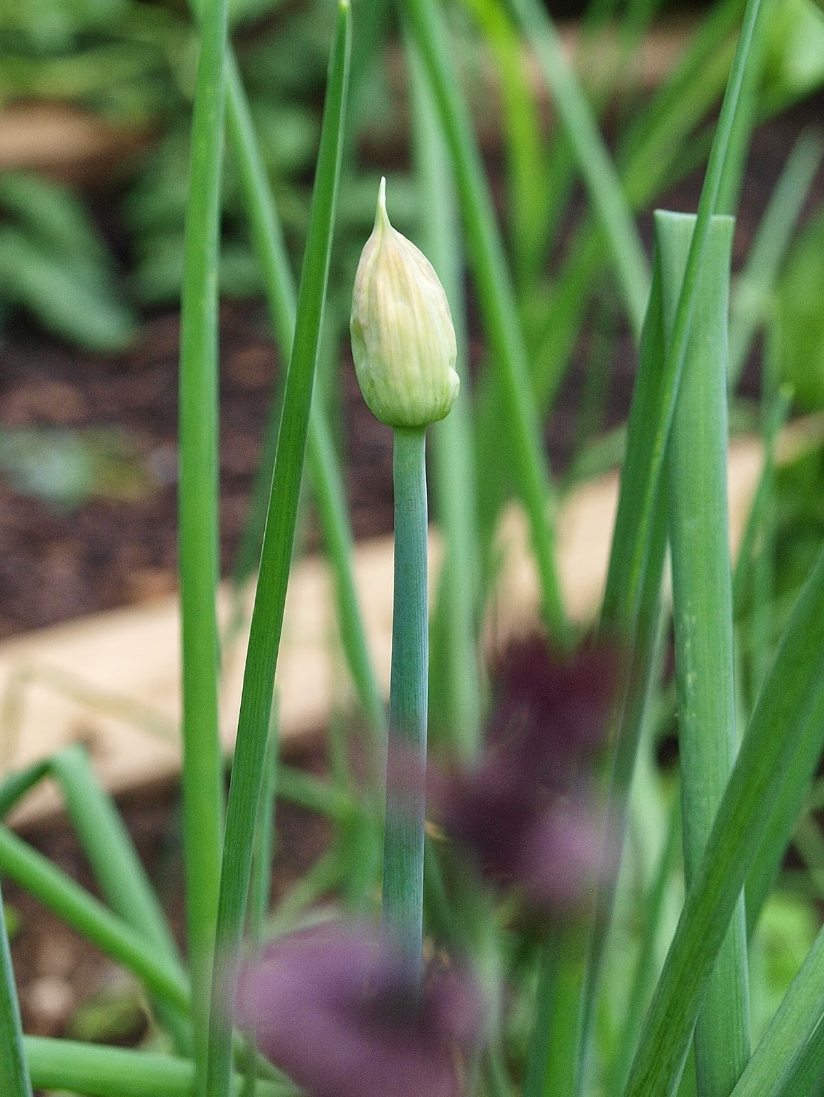 Ohio Thoughts Growing Your Own Garlic