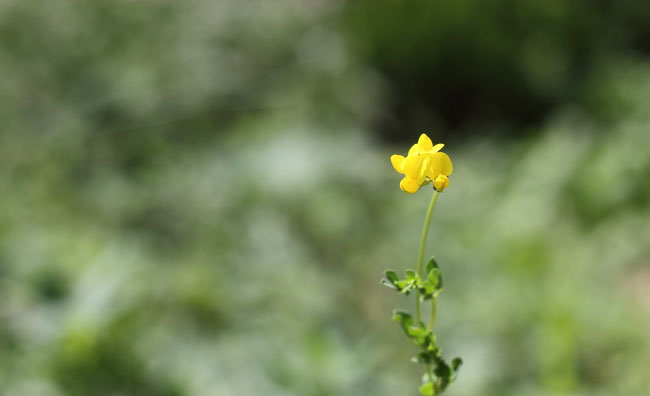 Birds-Foot Trefoil Flowers Birds-Foot Trefoil Flowers
