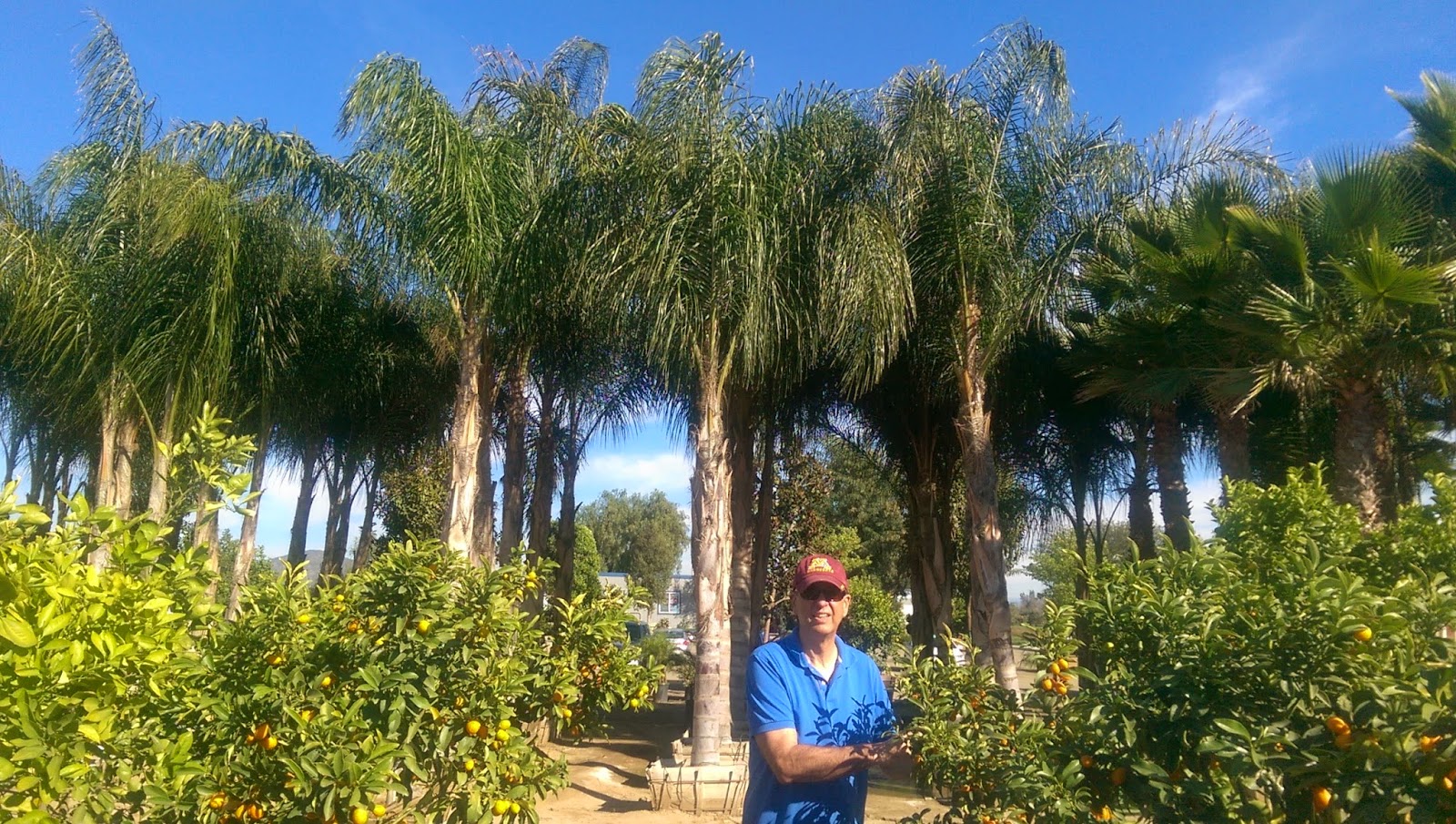 Privet Alchetron The Free Social Encyclopedia