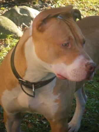 un pit bull per amico