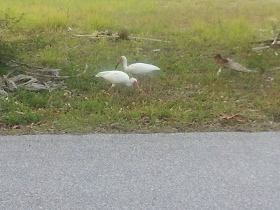 So many different kinds of birds in Florida