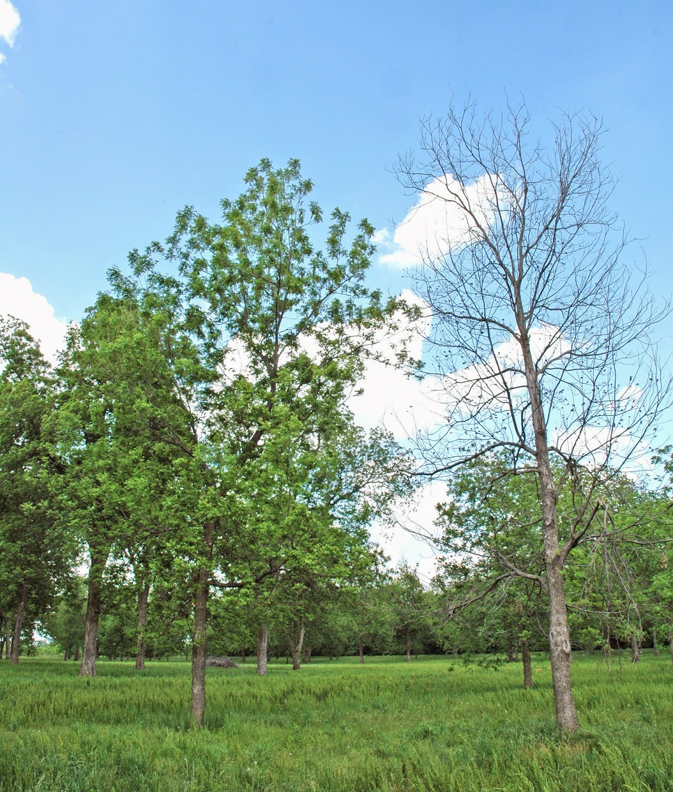 Northern Pecans Winter kill of pecan trees