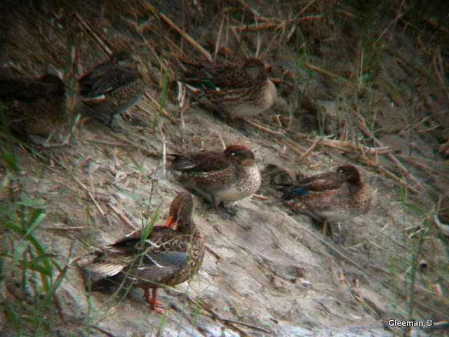 小水鴨, Digiscoping with iPhone (Pentax 75SDHF)