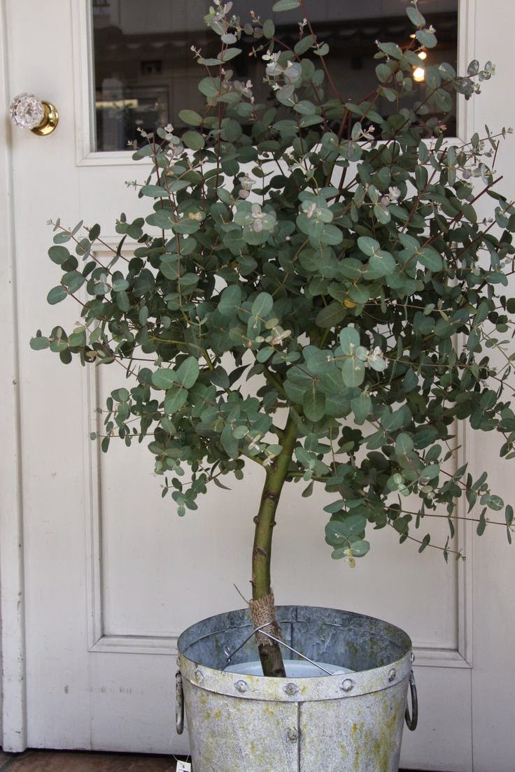 How to Grow Eucalyptus Gardening Things