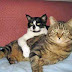 The Seemingly Irrational Social Behaviour of the Domestic Cat