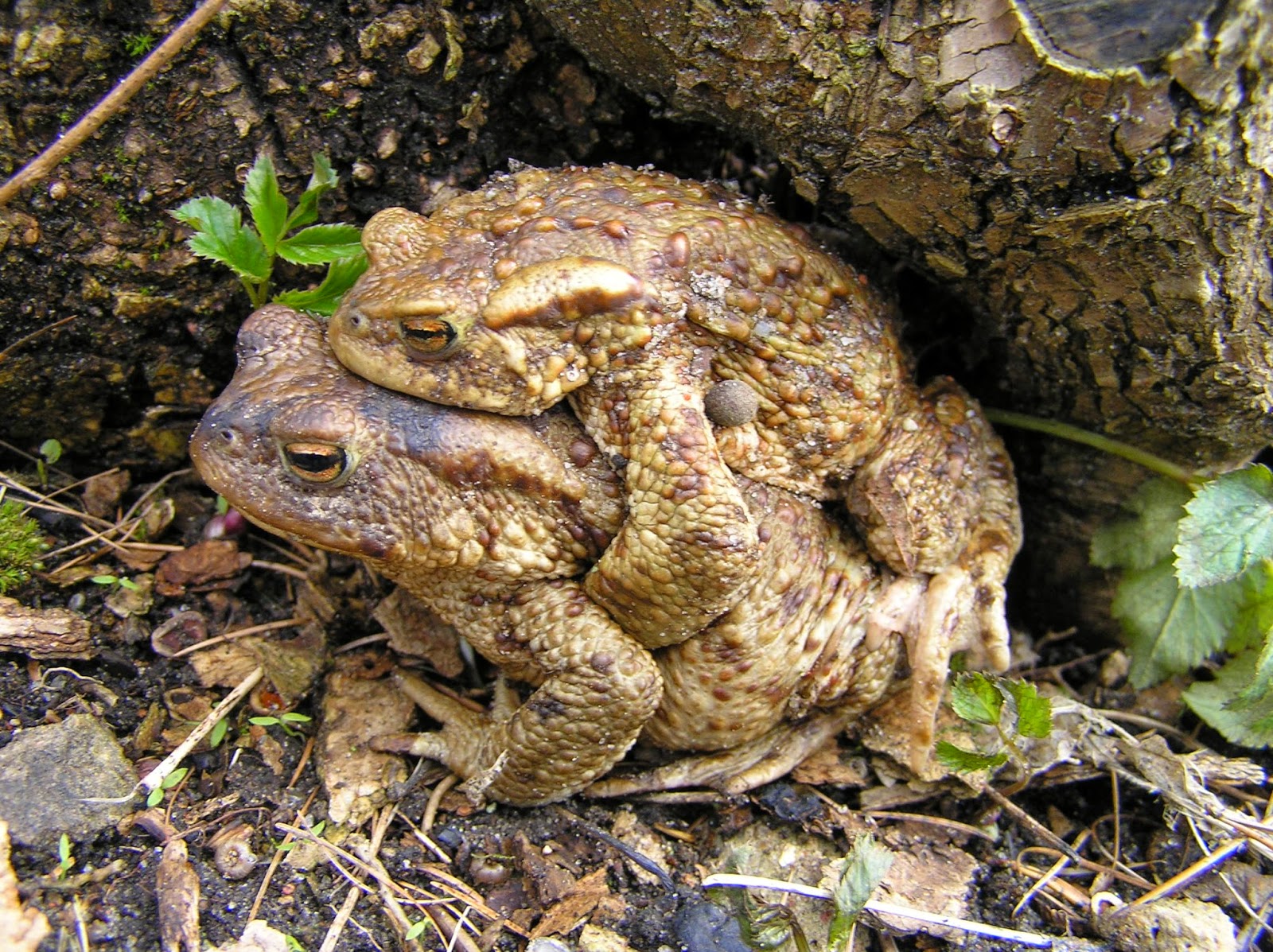 een beetje zoet, een beetje zuur de pad op het pad
