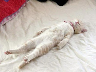 Kumpulan Foto Lucu Kucing Saat Tidur Terbaru | Gambar Kucing Lucu Tidur 2012