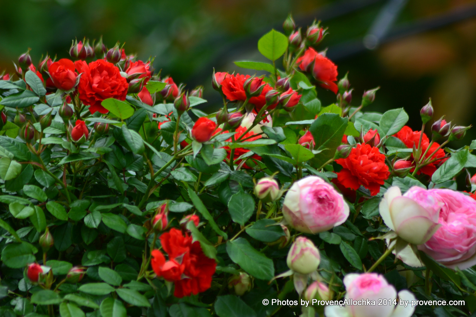 patio des roses rouge et rose roses rouge et rose