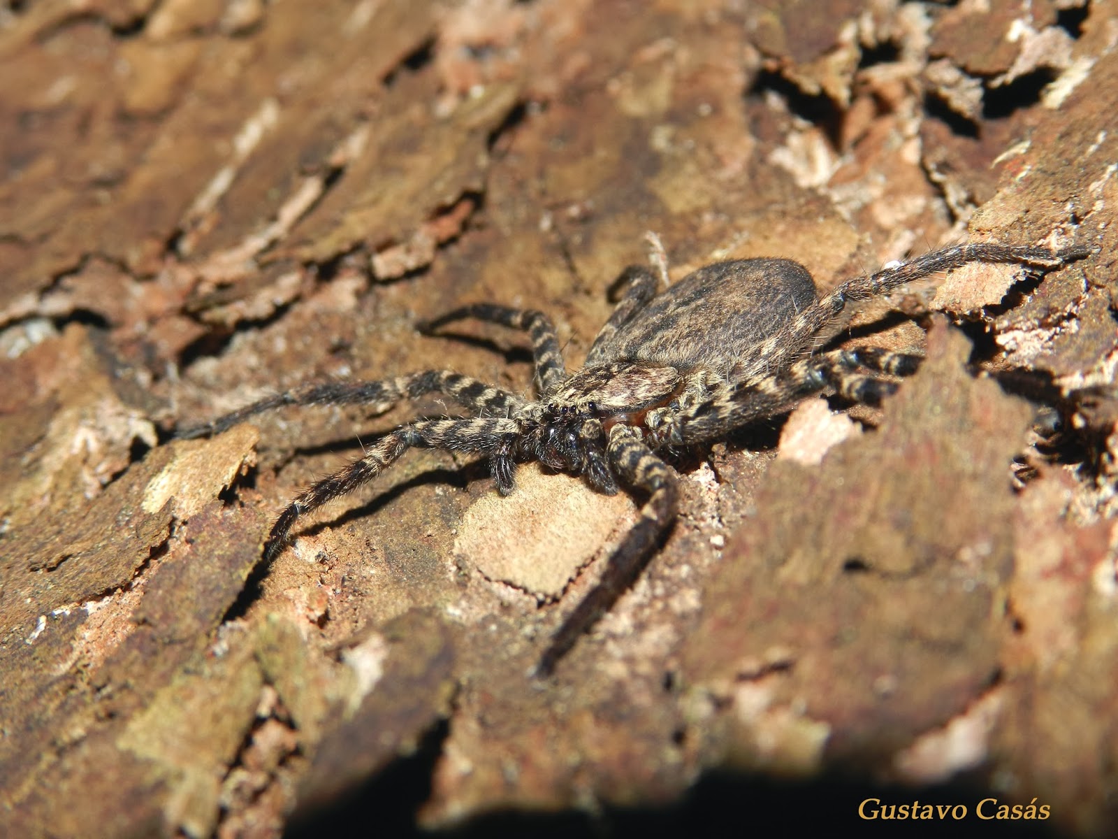 ARACNIDOS Selenops spixi.