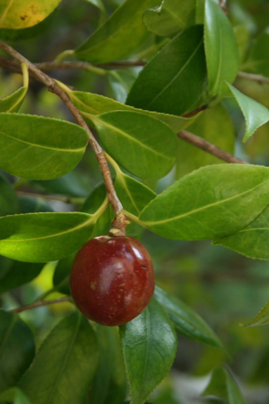 Delights of the Heart Camillia Japonica vs. Sinensis