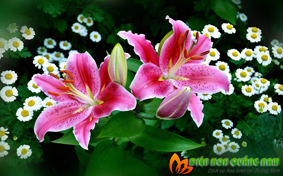 [Image: Nhung-loai-hoa-nen-chung-trong-nha-ngay-tet-6.jpg]