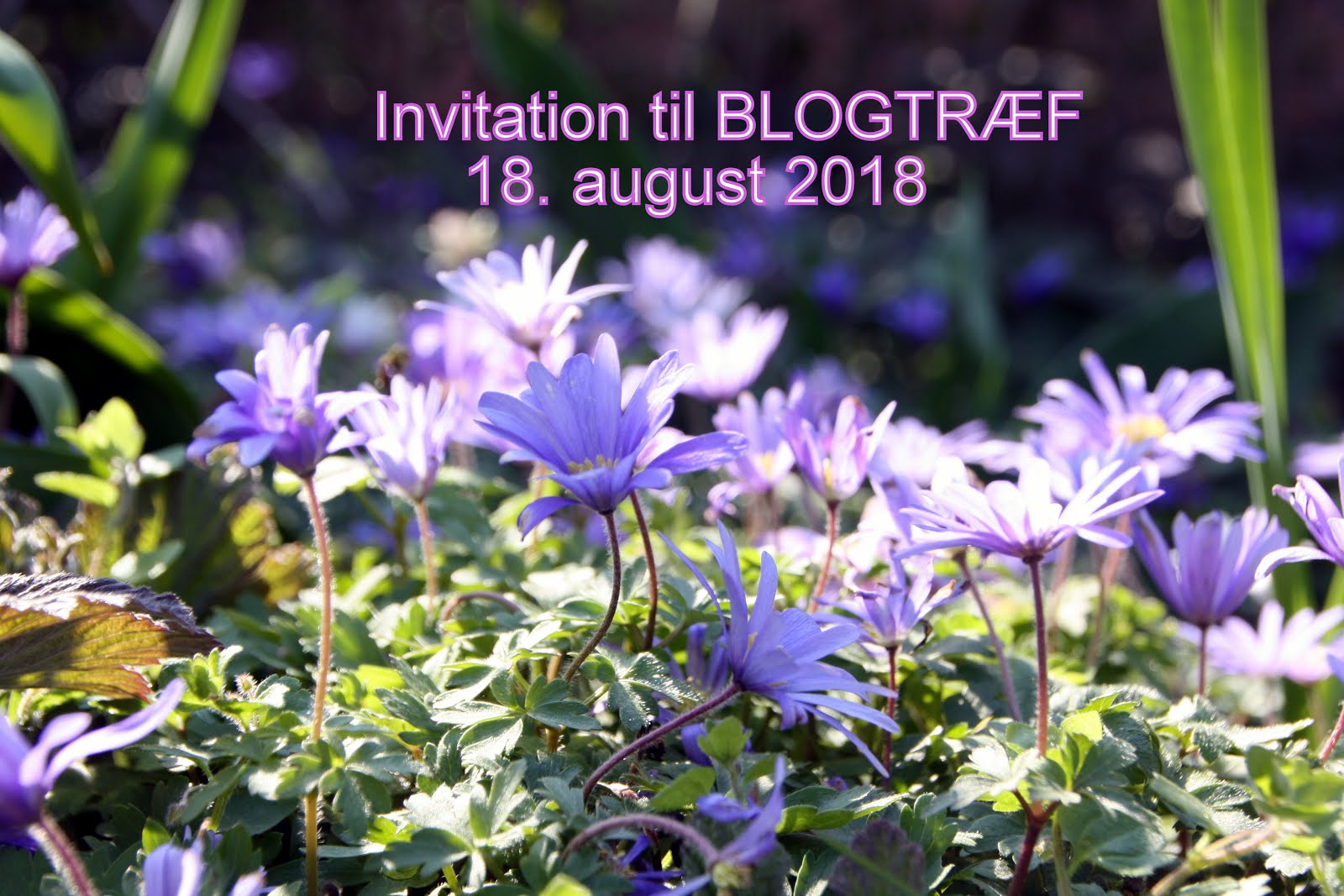 Invitation til blogtræf