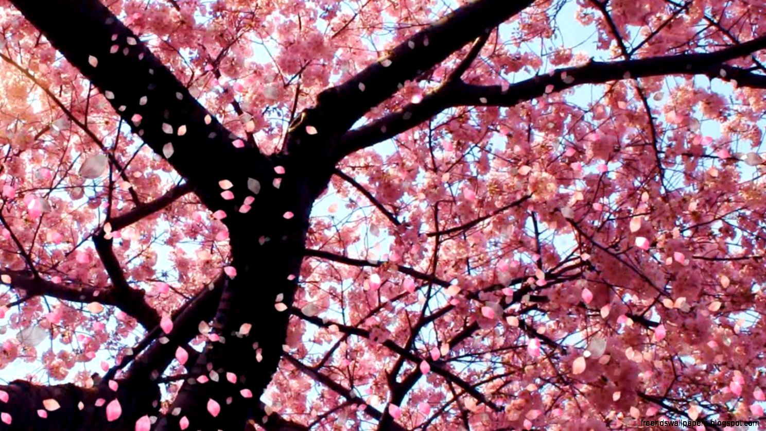Cherry Blossom Wallpaper Best Car 2015 Cherry Blossom Wallpaper Best Car 2015