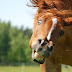 Concerning Horses: Riding on hacks