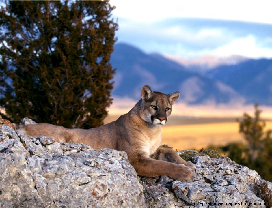 Rocky Mountain Animals Rocky Mountain Wildlife Rocky Mountain Animals Rocky Mountain Wildlife