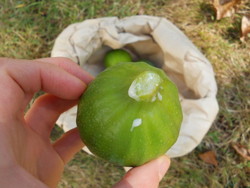 Snacking Squirrel August Fig Harvest