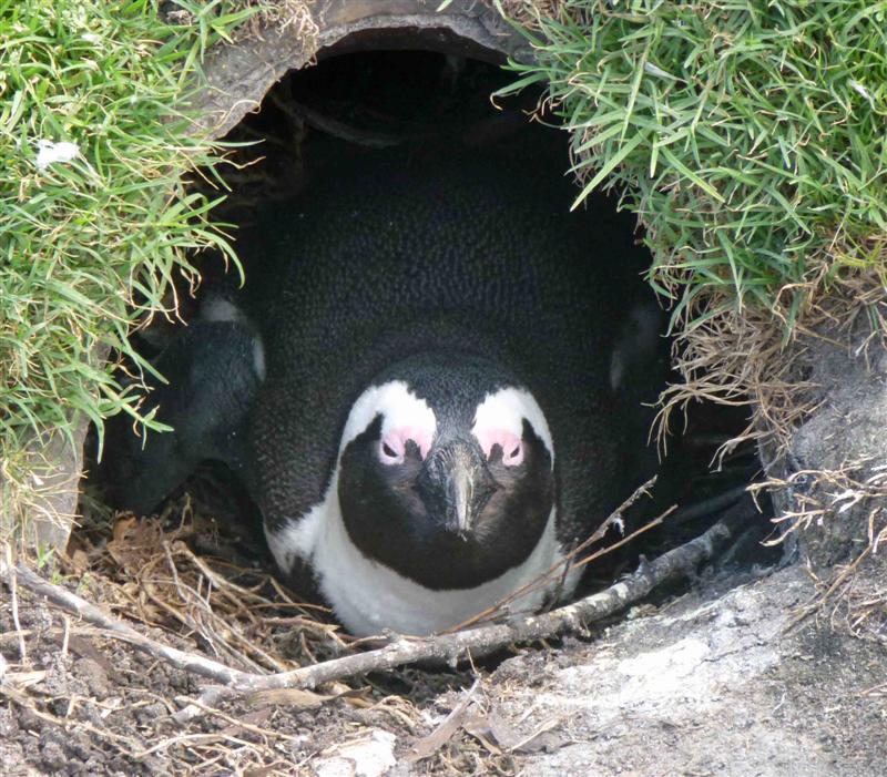 Bonobos bengal stltoday Semester at Sea Ruminations: South Africa Day 4: Kogelberg Nature