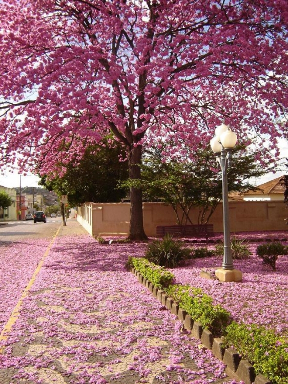 ipe de jardim arvore:Já o professor Walter Lübeck descobriu, em suas pesquisas, que as ipe de jardim arvore:Já o professor Walter Lübeck descobriu, em suas pesquisas, que as