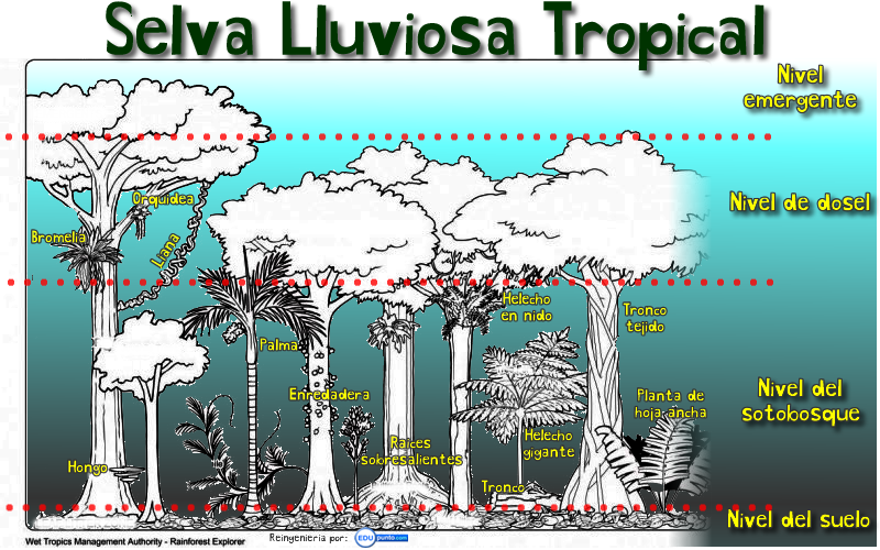 La Selva o Bosque Lluvioso Tropical