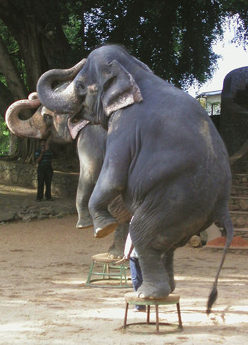 Sri Lankan Zoo