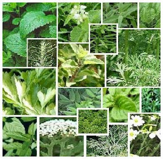 Daun Tumbuhan Tanaman Obat Mata 9 Daun Tumbuhan Tanaman Obat Mata , Berair , Minus , Plus , Kabur , dan Katarak -Medicinal Plants Eyes