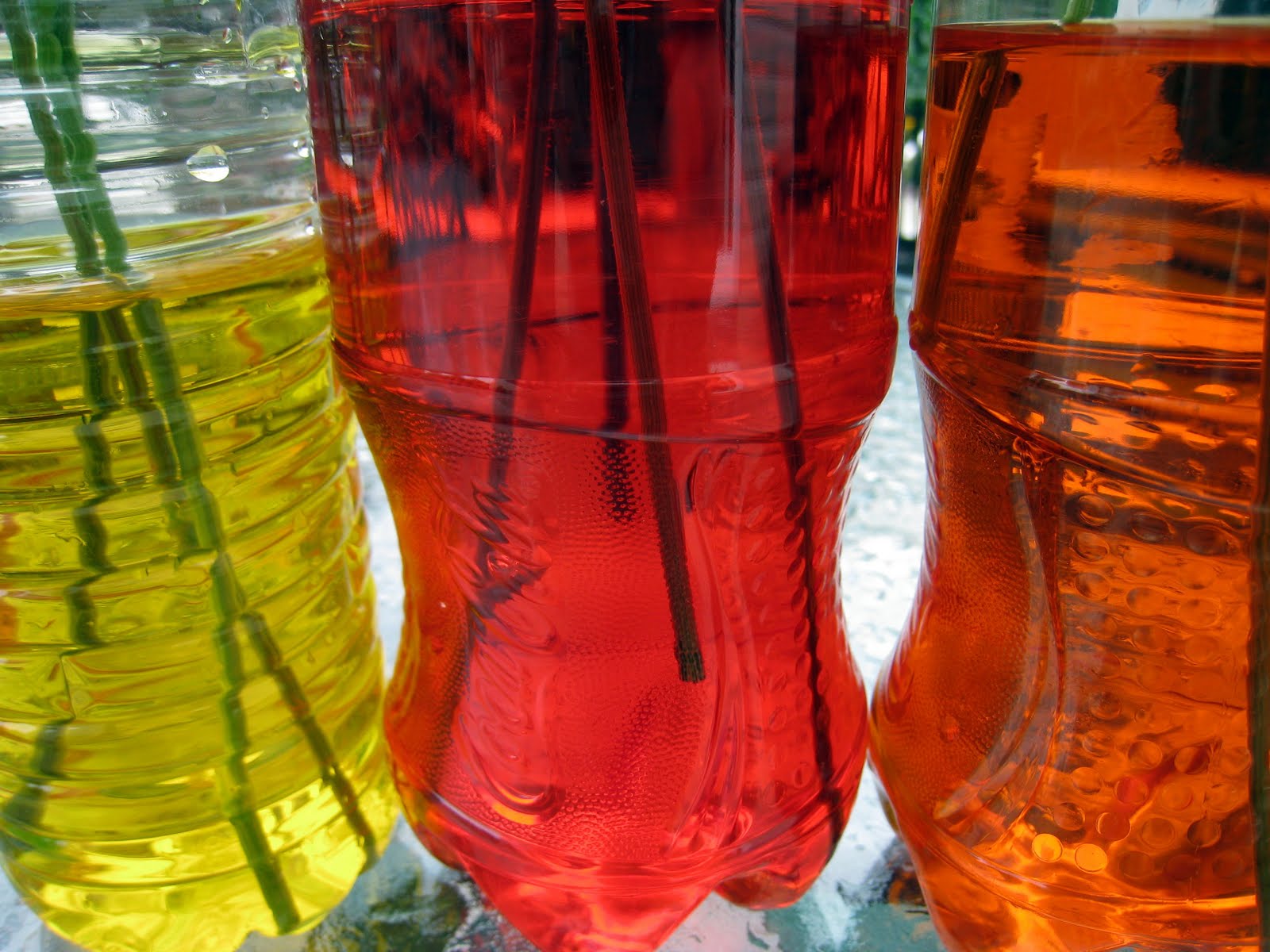Seven Sisters Queen Anne's Lace in Color