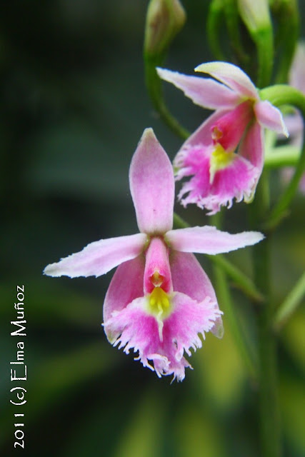 Orquideas del Peru : Epidendrum calanthum