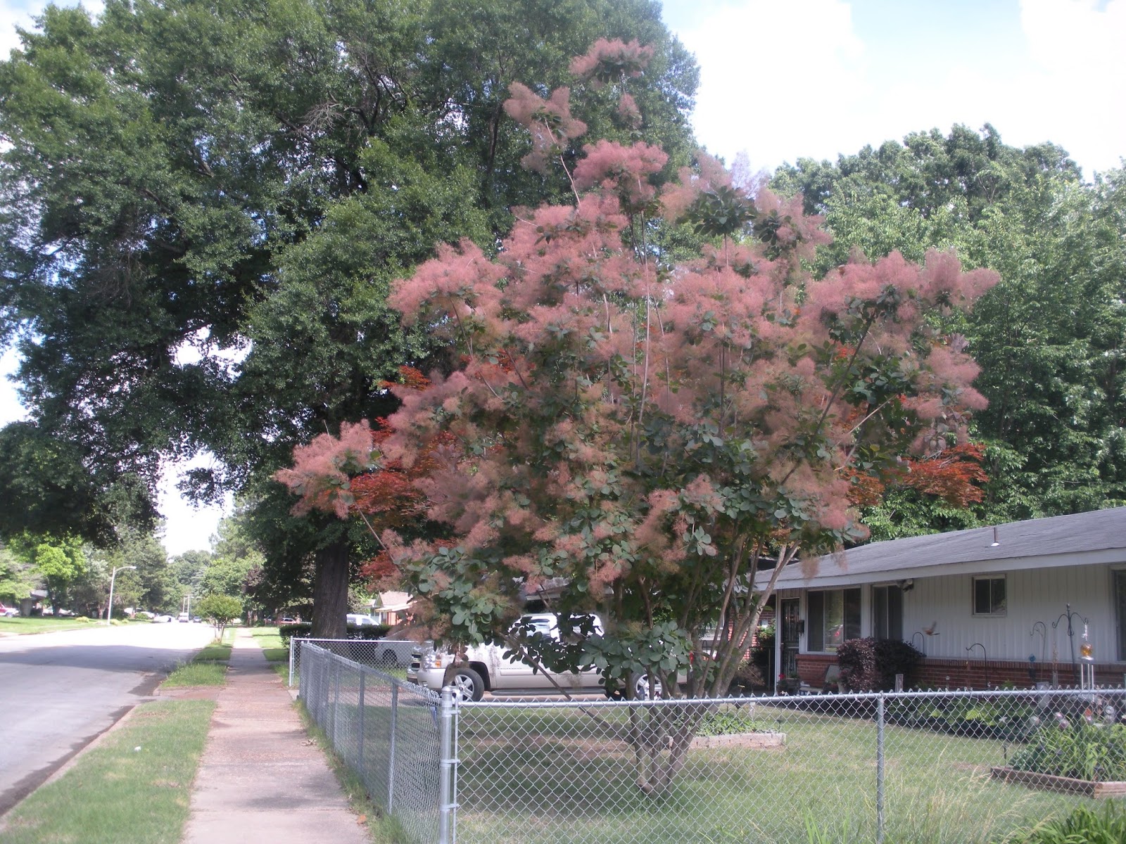 Memphis Trees American smoketree