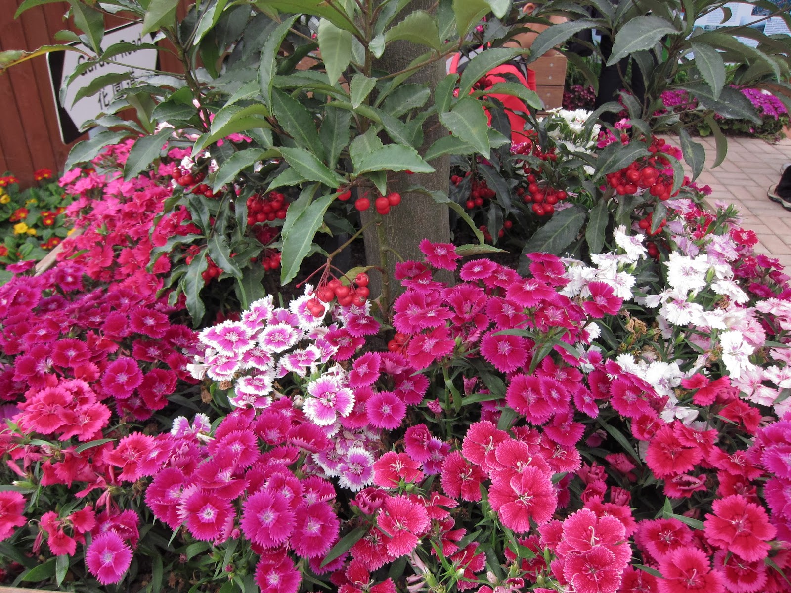 Hong Kong Flower Show 2011 at Victoria Park Hong Kong Trip Day 3