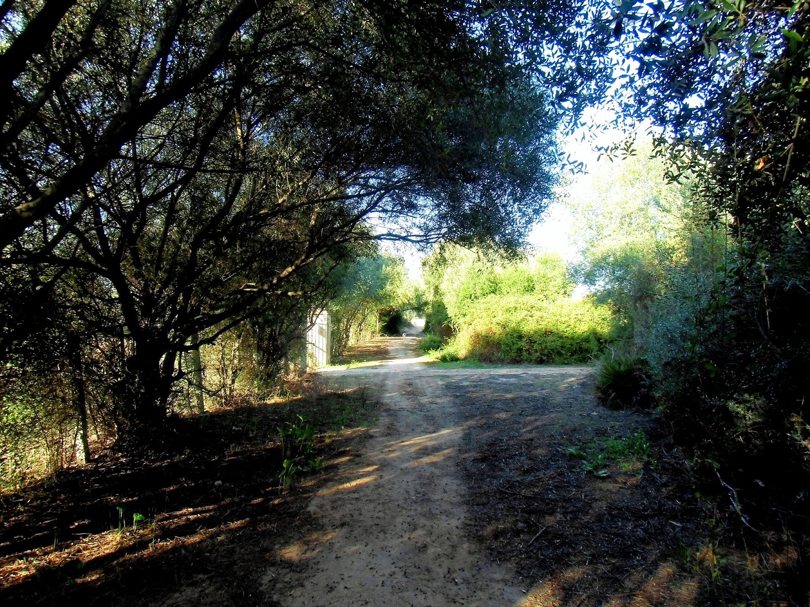 Foto de Ruta Las Pajanosas - El Garrobo en El Garrobo, Sevilla