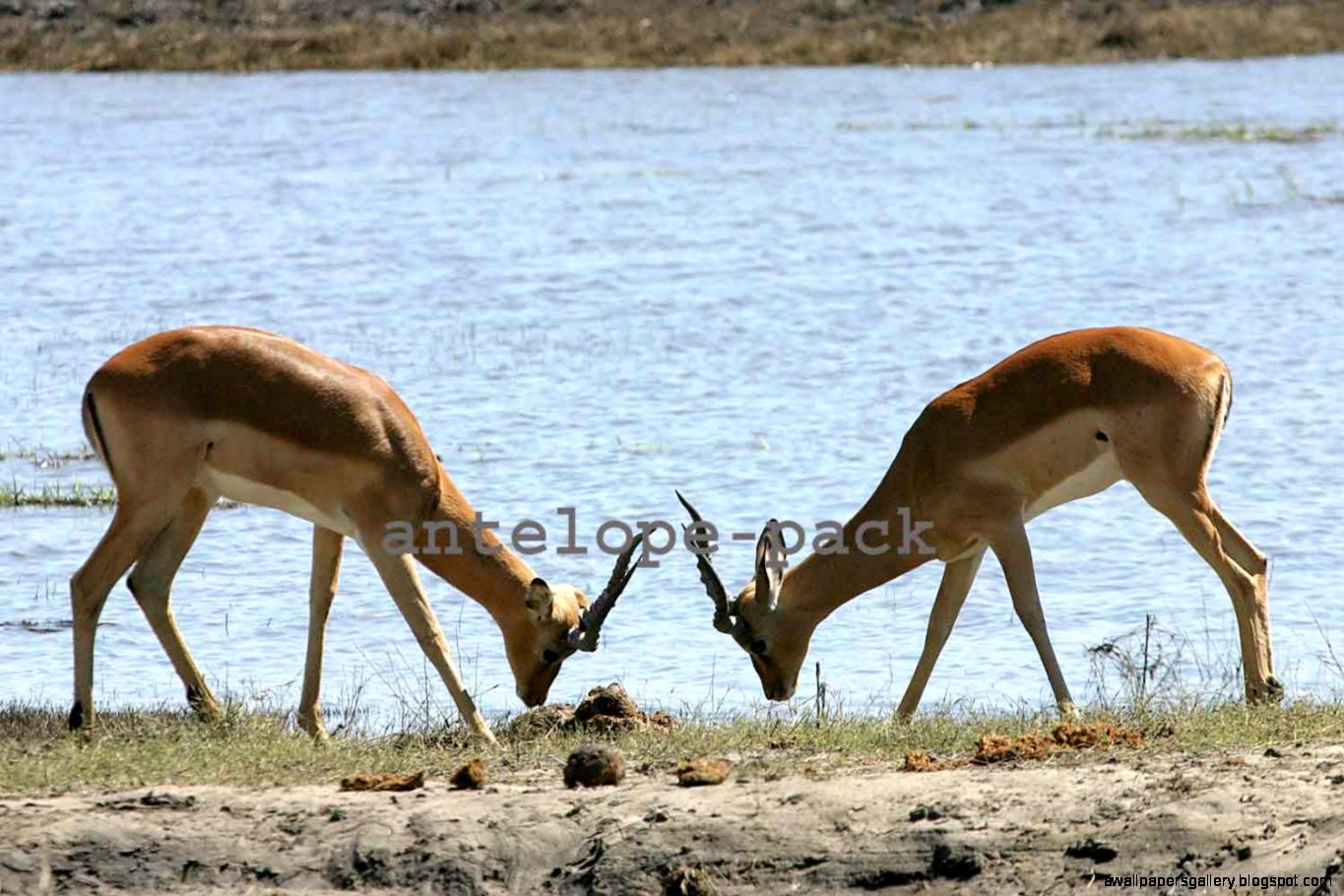 antelope sample antelope sample