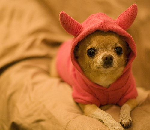 MUNDO CANINO: CHIHUAHUAS:CARAZTERISTICAS
