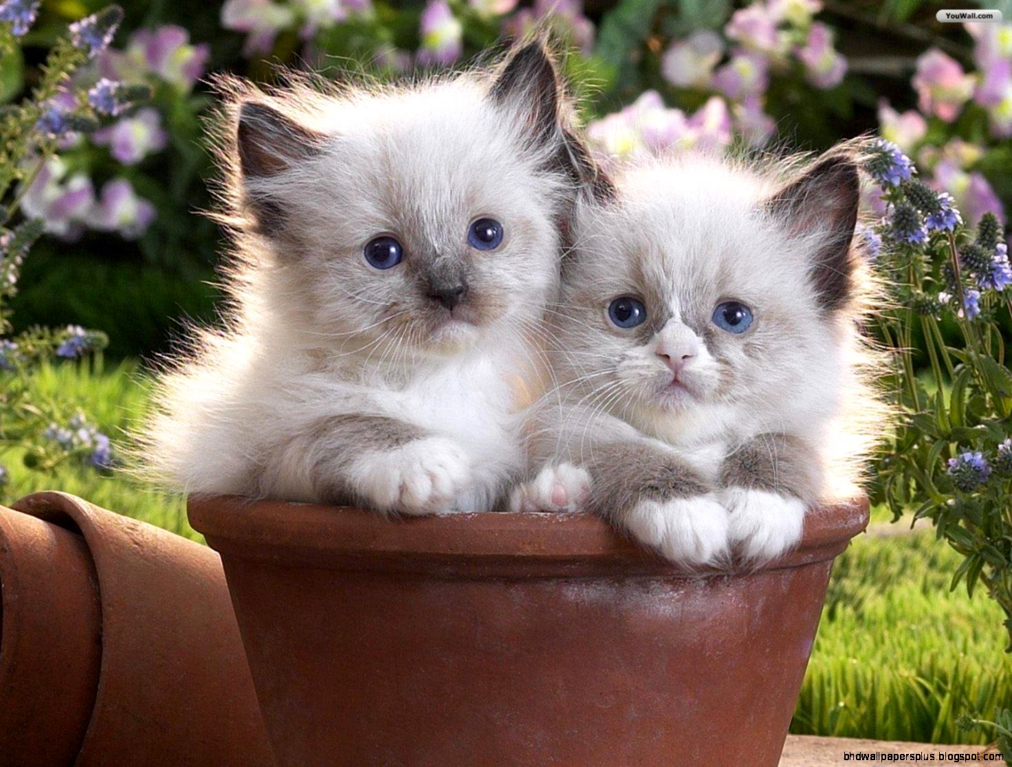 Cats Kittens with Flowers Cats Kittens with Flowers