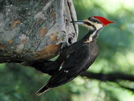 Critically Endangered Woodpeckers | The Random Science
