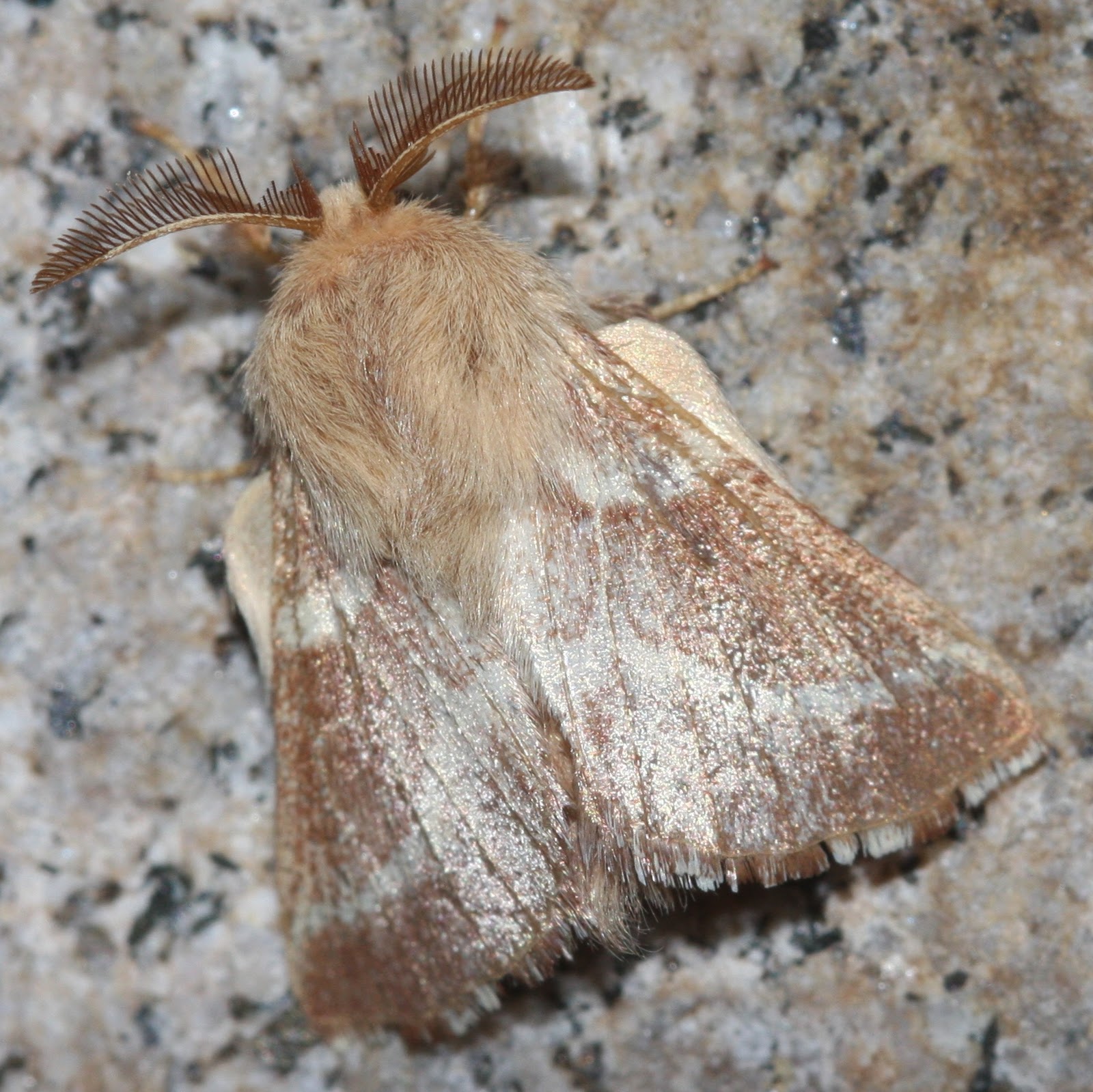 Tent Caterpillars Moth