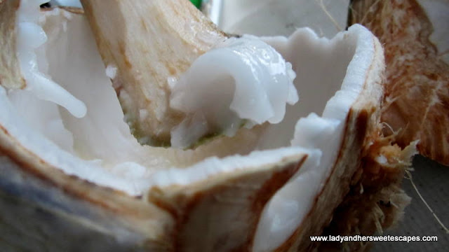 The Coconut Fruit in Leyte Tour