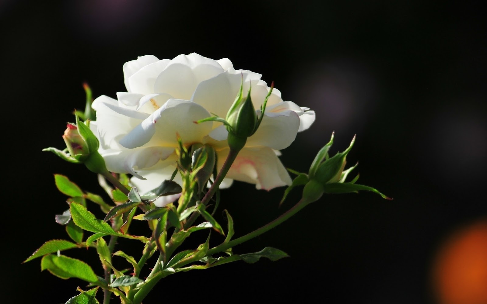 Birds Pigeons Pakistan: Best White Rose Flowers Wallpapers