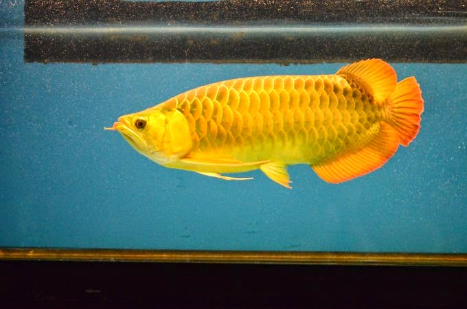 Arwana Ikan dengan Harga Selangit ~ M. Adi Firmansyah