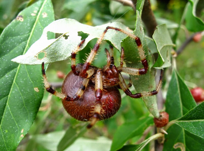 Joyce Road Spiders Shamrock Orb Weaver