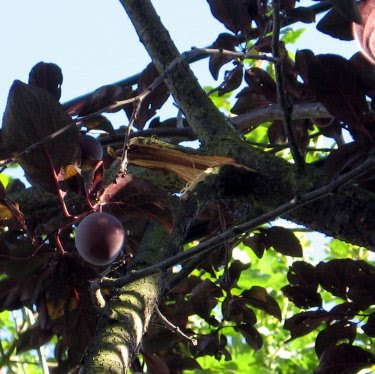 plum tree with broken branch