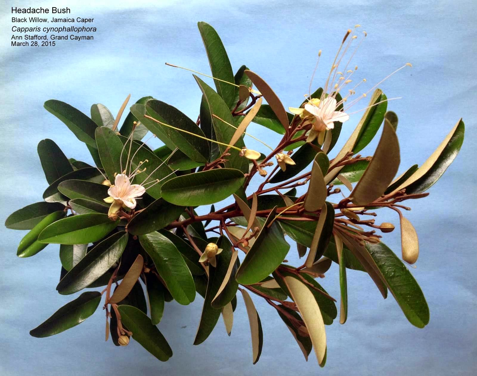 CaymANNature Headache Bush