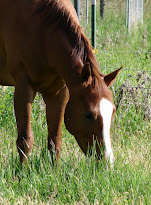 COCOA (Knothead #1)