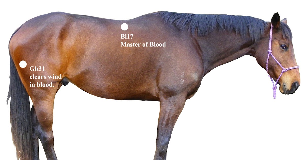 Equine Acupuncture Training Articles Treatment of abscess in horse