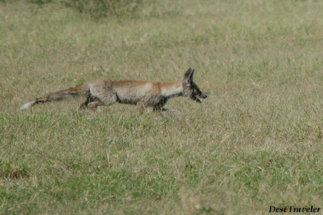 fox looking for food in tal chhapar rajasthan