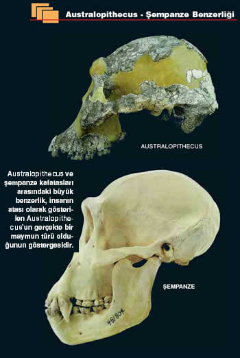 the discovery of lucy the missing link in the evolution of mankind مشاهدة الفيديو the discovery gave scientists their yet as to what mankind's ancestors looked like how lucy the australopithecus changed. the discovery of lucy the missing link in the evolution of mankind مشاهدة الفيديو the discovery gave scientists their yet as to what mankind's ancestors looked like how lucy the australopithecus changed.