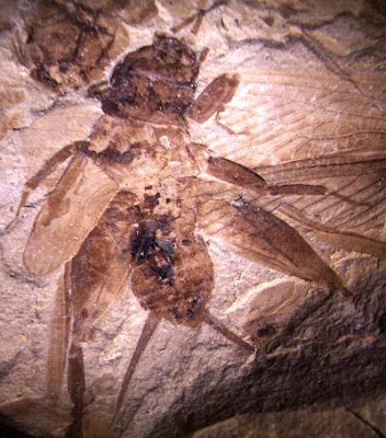 oldest fossils