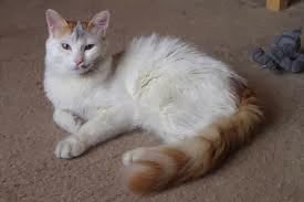 Siakad Universitas Jambi Kucing Turkish Van