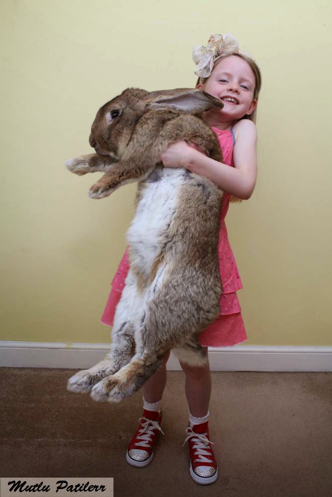 Mutlu Patilerr Dünyanın en Büyük Tavşanı (World' s Biggest Rabbit)