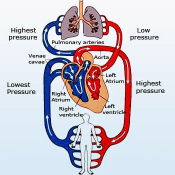 STS Abu Dhabi (Girls) [Grade 11]: Chemistry & Biology